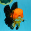CHONKY A Grade Apache Oranda Male 5.5-6 inches #040326OR_09