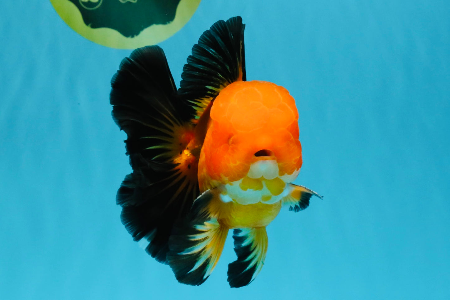 CHONKY A Grade Apache Oranda Male 5.5-6 inches #040326OR_09