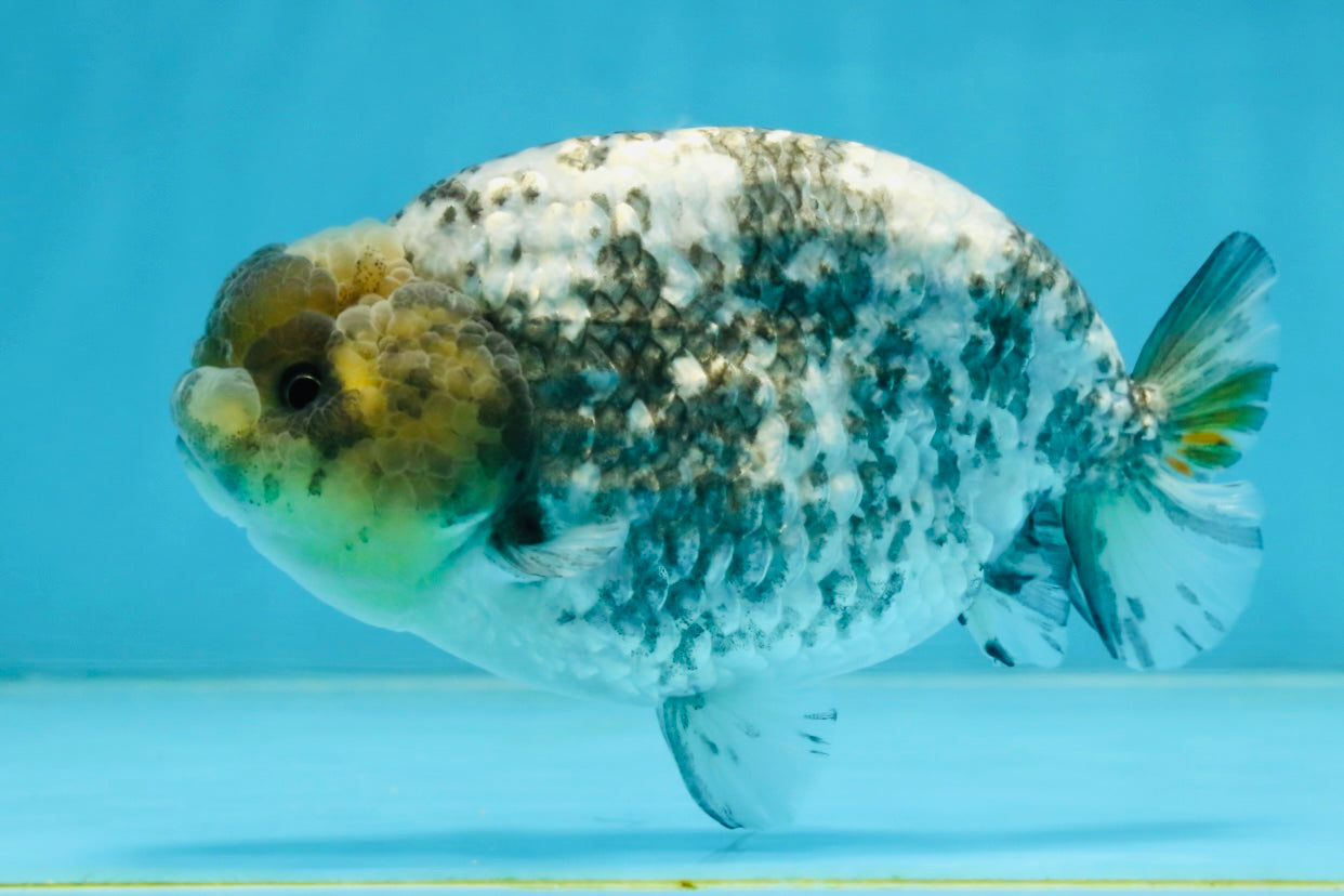 AAA Grade White Tiger LionQueen 5-5.5 inches #101025LC_17