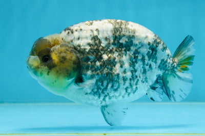 AAA Grade White Tiger LionQueen 5-5.5 inches #101025LC_17