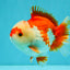 SUPER CUTE A Grade Red White Yuanbao Male 5-5.5 inches #041726YB_16