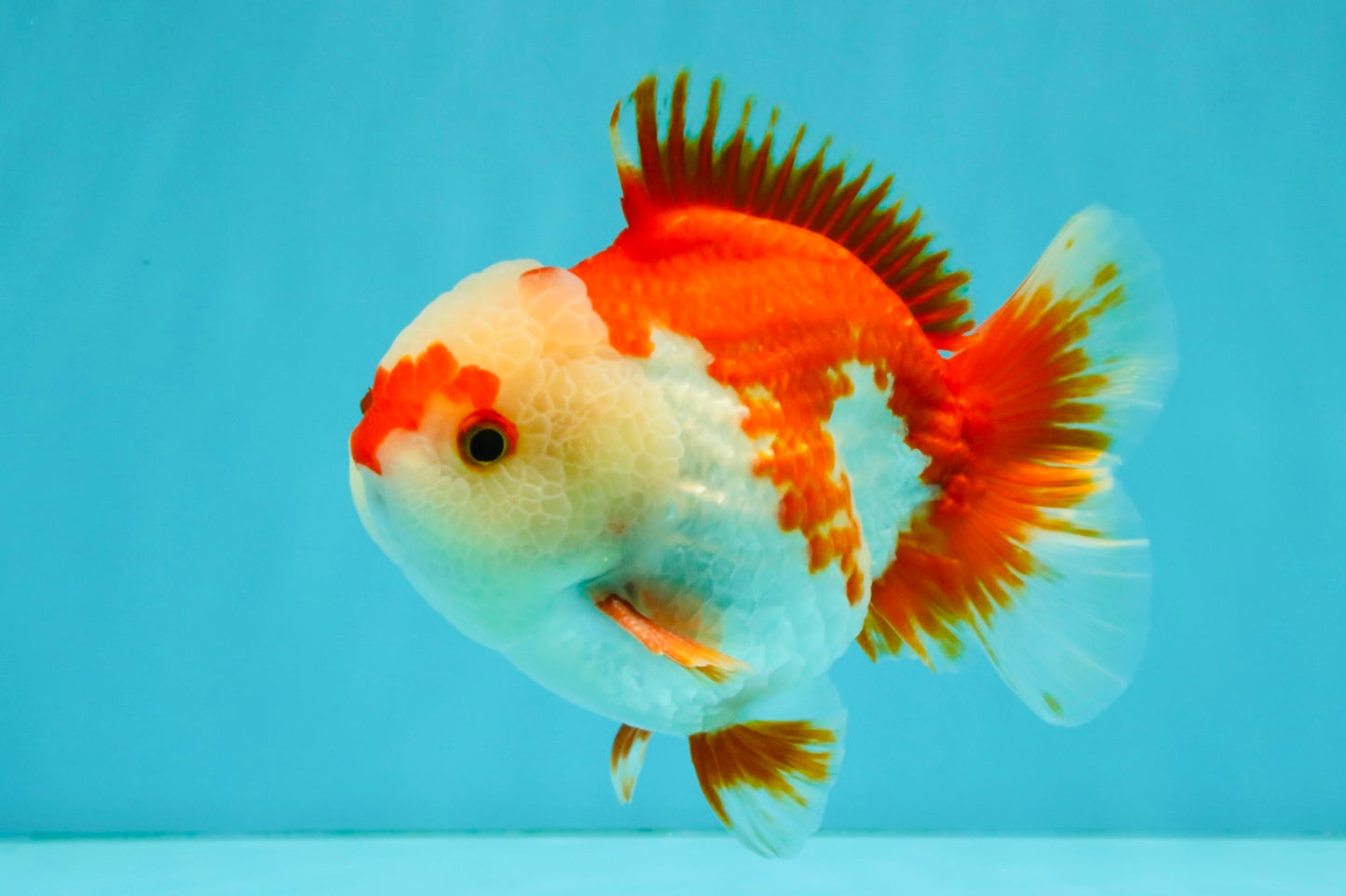 SUPER CUTE A Grade Red White Yuanbao Male 5-5.5 inches #041726YB_16