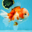 SUPER CUTE A Grade Sakura Oranda Female 5.5 inches #102425OR_21