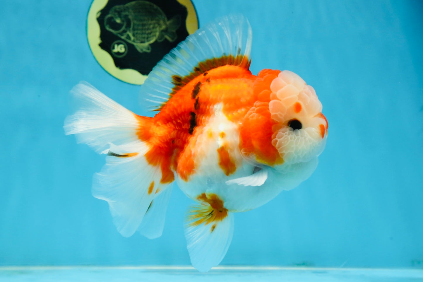 SUPER CUTE A Grade Sakura Oranda Female 5.5 inches #102425OR_21