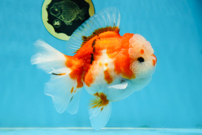 SUPER CUTE A Grade Sakura Oranda Female 5.5 inches #102425OR_21
