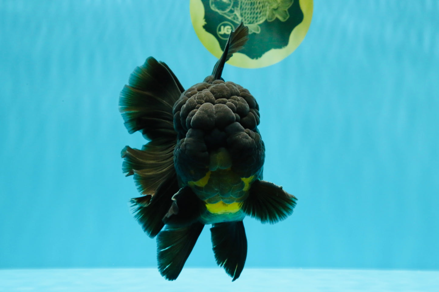 BULLDOG A Grade Godzilla Black Oranda 6.5 inches #022726OR_13