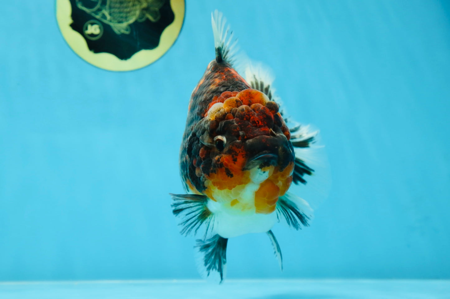 A Grade Godzilla Kirin Yuanbao Female 5.5-6 inches #053025YB_02