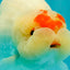 Red White Buffalo Ranchu Male 5.5-6 inches #100926RC_28