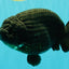 JAMES BOND AAA Grade Black Ranchu Female 6 inches #100926RC_34