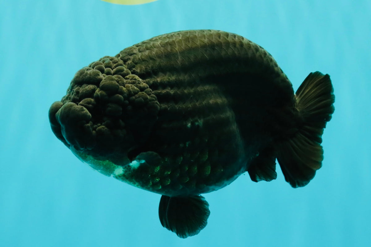JAMES BOND AAA Grade Black Ranchu Female 6 inches #100926RC_34