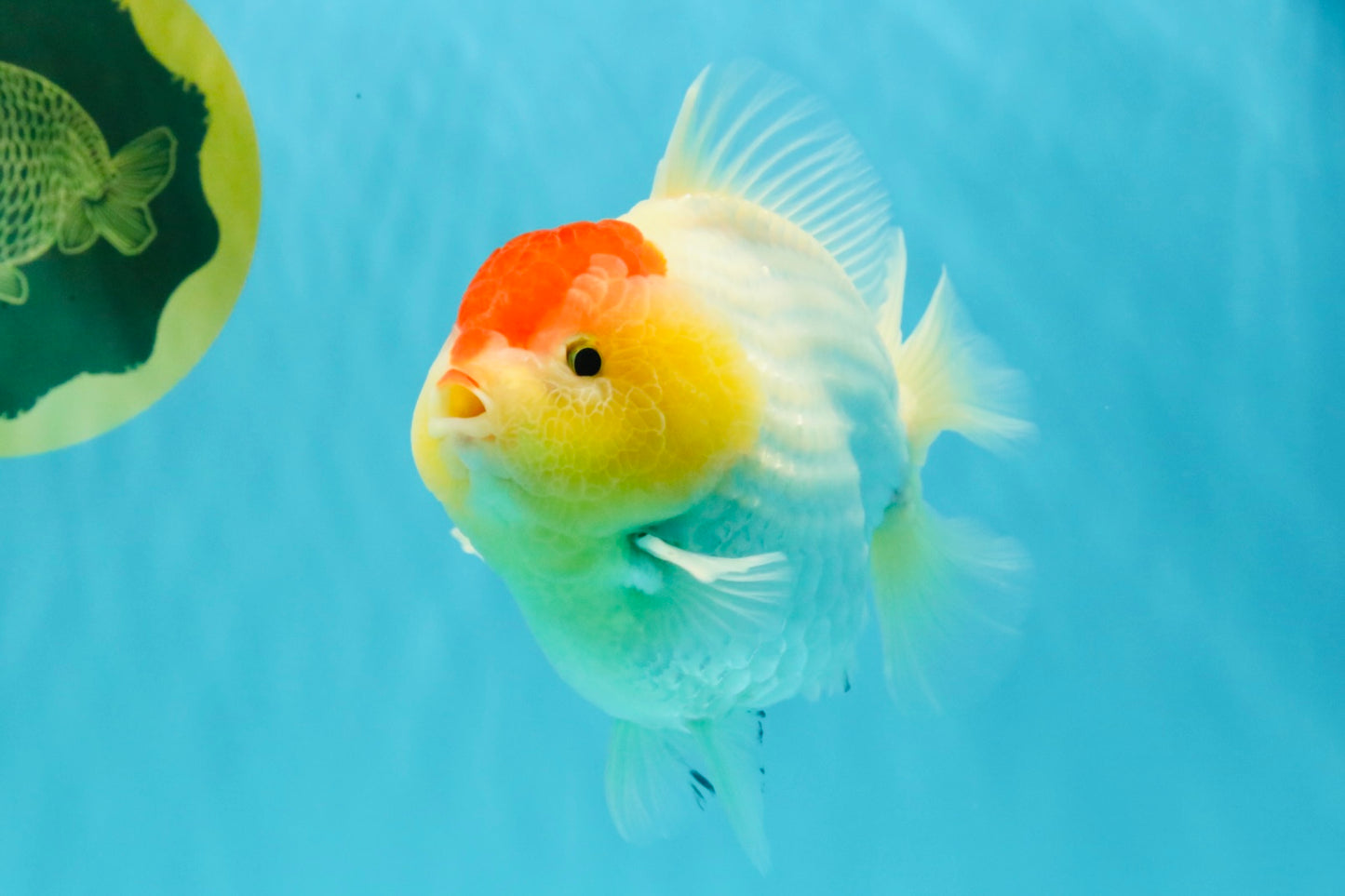 CHUBBY AAA Grade Tancho Red White Yuanbao Male 5-5.5 inches #031326YB_18