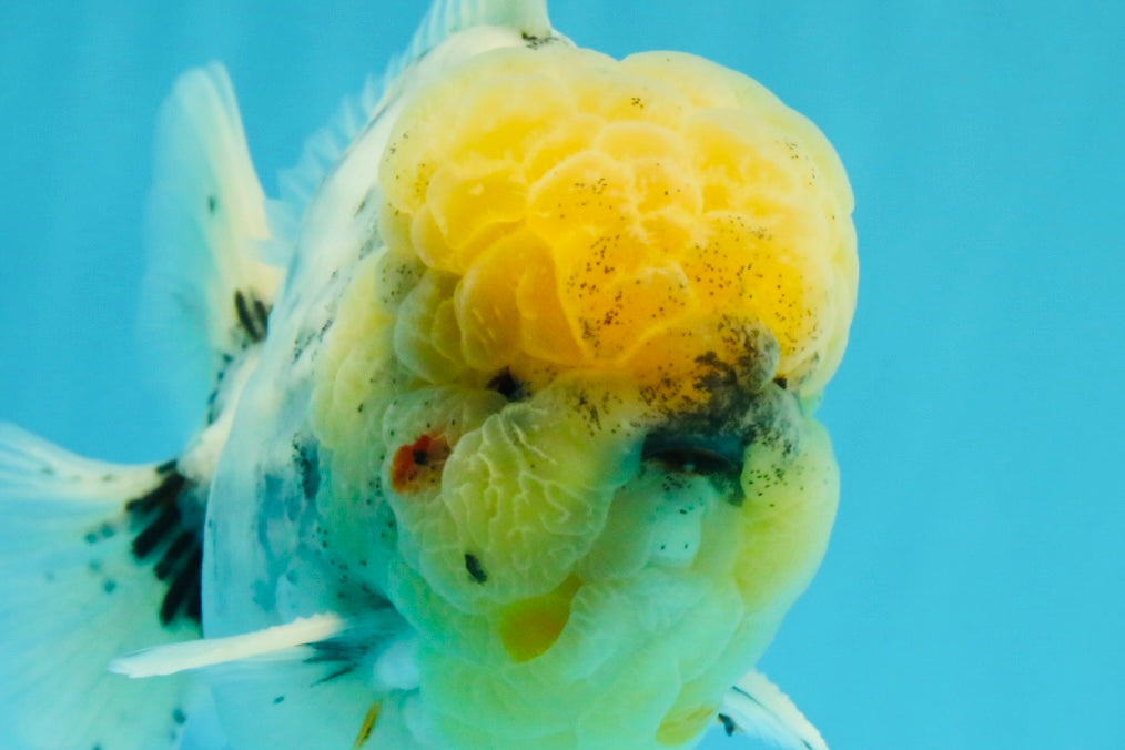 AAA Grade Godzilla White Tiger Oranda Male 6.5 inches #022726OR_10