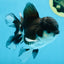 Panda Oranda Male 4.5 inches #081525OR_20