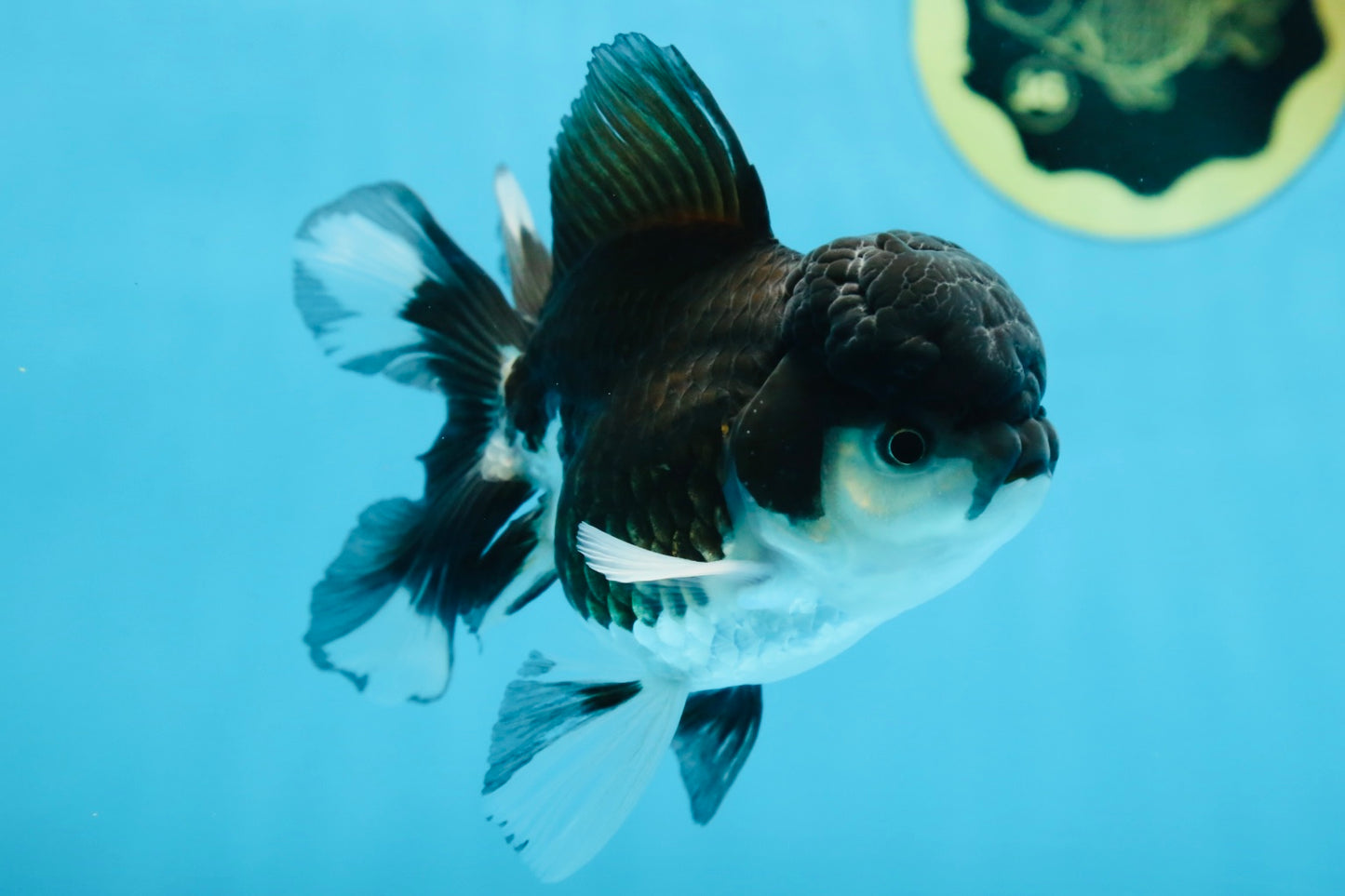 Panda Oranda Male 4.5 inches #081525OR_20