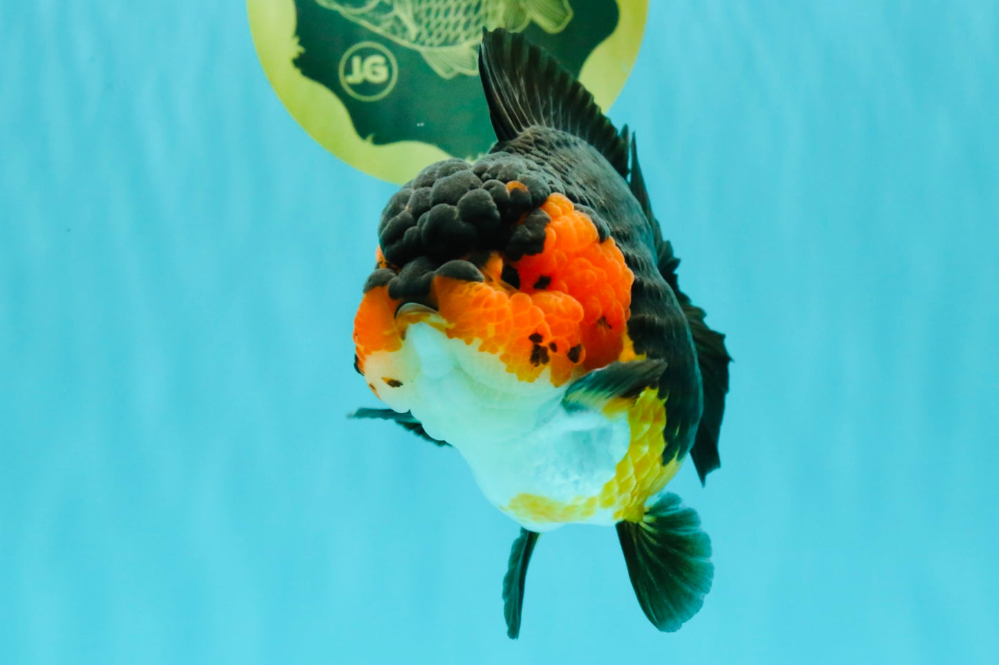 SUPER CUTE AAA Grade Tricolor Yuanbao Female 5 inches #062626YB_16
