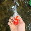 FANCY A Grade Kohaku Sakura Yuanbao Male 4.5-5 inches #112825YB_19