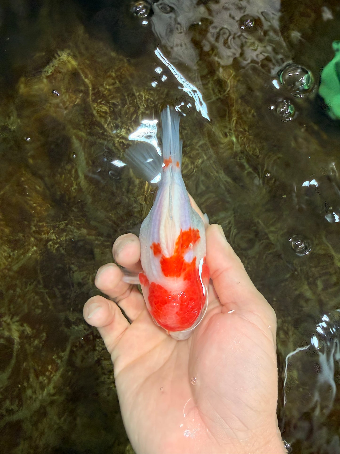 FANCY A Grade Kohaku Sakura Yuanbao Male 4.5-5 inches #112825YB_19