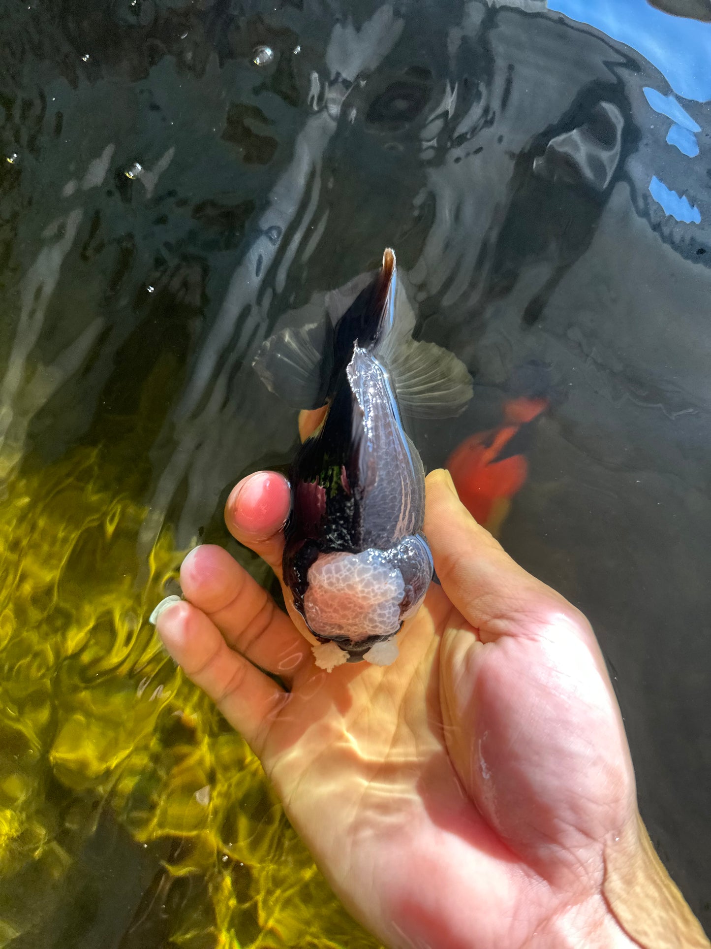 A Grade Jade Head Pompom Panda Button Eyes Yuanbao Male 4 inches #050925YB_29