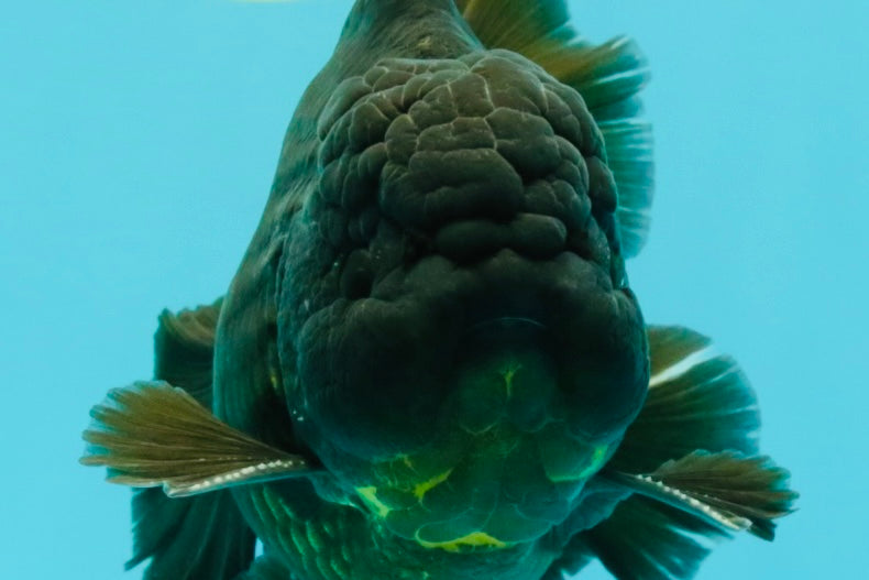 AAA Grade Godzilla Black Copper Oranda Male 7 inches #032026OR_01