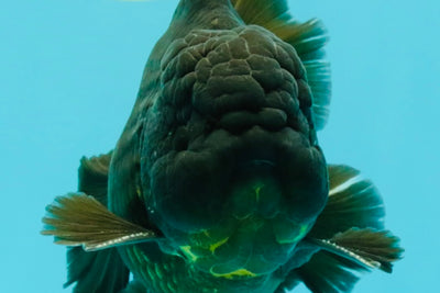 AAA Grade Godzilla Black Copper Oranda Male 7 inches #032026OR_01