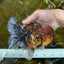 AAA Grade Godzilla Tiger Oranda Male 6 inches #080125OR_07