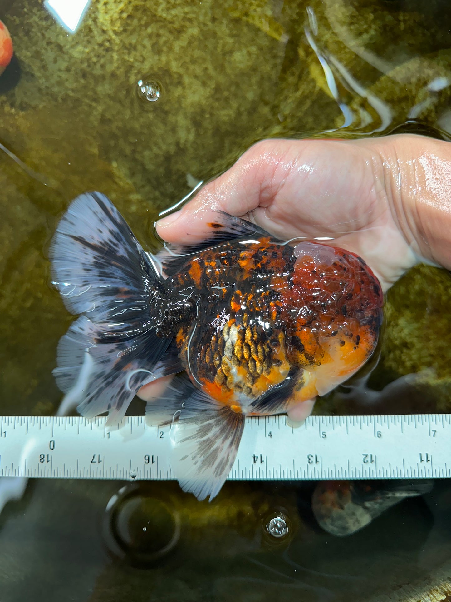 AAA Grade Godzilla Tiger Oranda Male 6 inches #080125OR_07