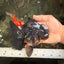 A Grade Kirin Oranda Male 5.5 inches #061926OR_22