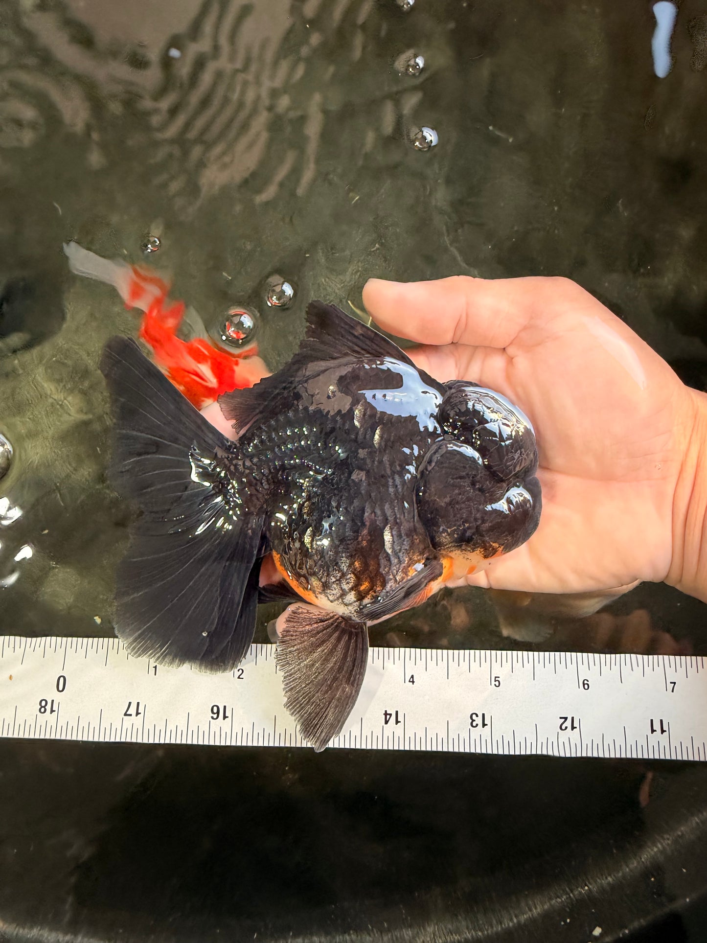 A Grade Kirin Oranda Male 5.5 inches #061926OR_22