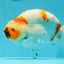 Sakura Ranchu tricolor con forma de huevo macizo de grado A, 5,5 pulgadas, n.º 0531RC_04