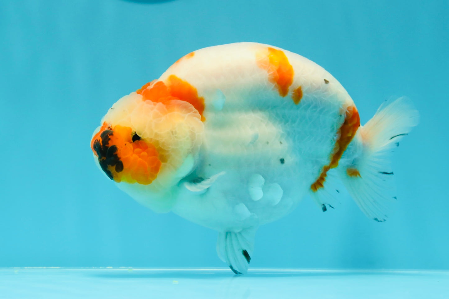 A Grade Chonky Egg Shape Tricolor Sakura Ranchu 5.5 inches #0531RC_04