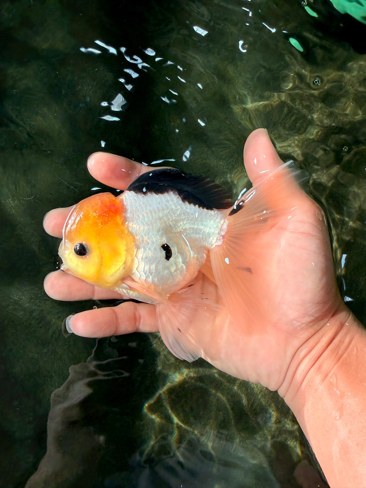 A Grade Panda Button Eyes Oranda Male 5-5.5 inches #031326OR_28