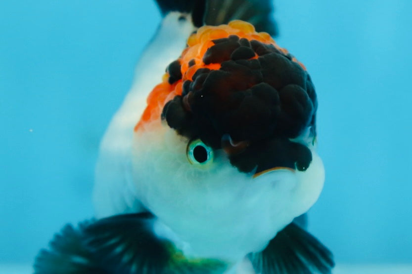 Tricolor Oranda Female 5 inches #090525OR_18