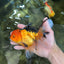 SPECIAL Apache Oranda Female 6 inches #091225OR_17