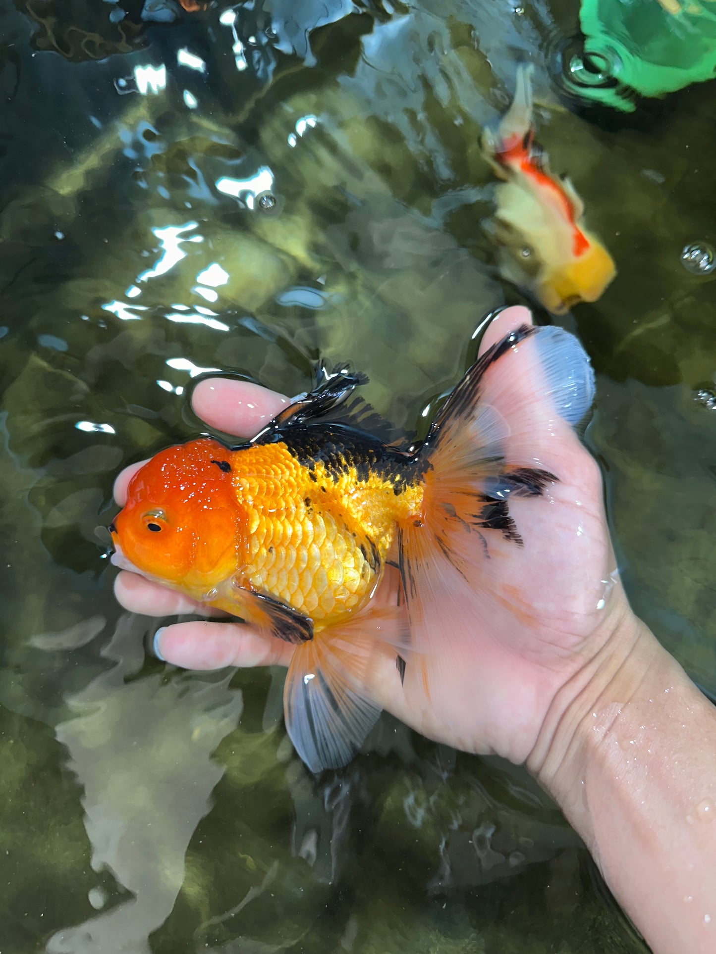 SPECIAL Apache Oranda Female 6 inches #091225OR_17