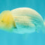 White Lionchu Female 4 inches #051526LC_13