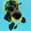 Panda Oranda Male 5.5-6 inches #081426OR_28