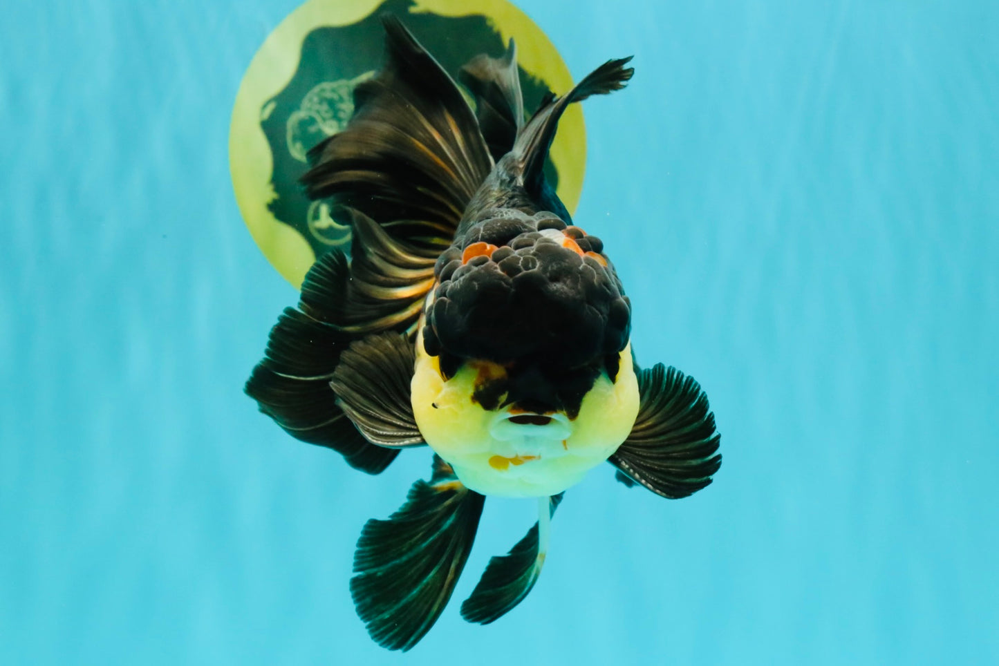 Panda Oranda Male 5.5-6 inches #081426OR_28
