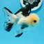 A Grade Tricolor Button Eyes Oranda Male 4.5 inches #0830OR_23