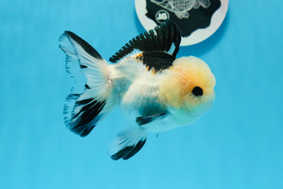 A Grade Tricolor Button Eyes Oranda Male 4.5 inches #0830OR_23