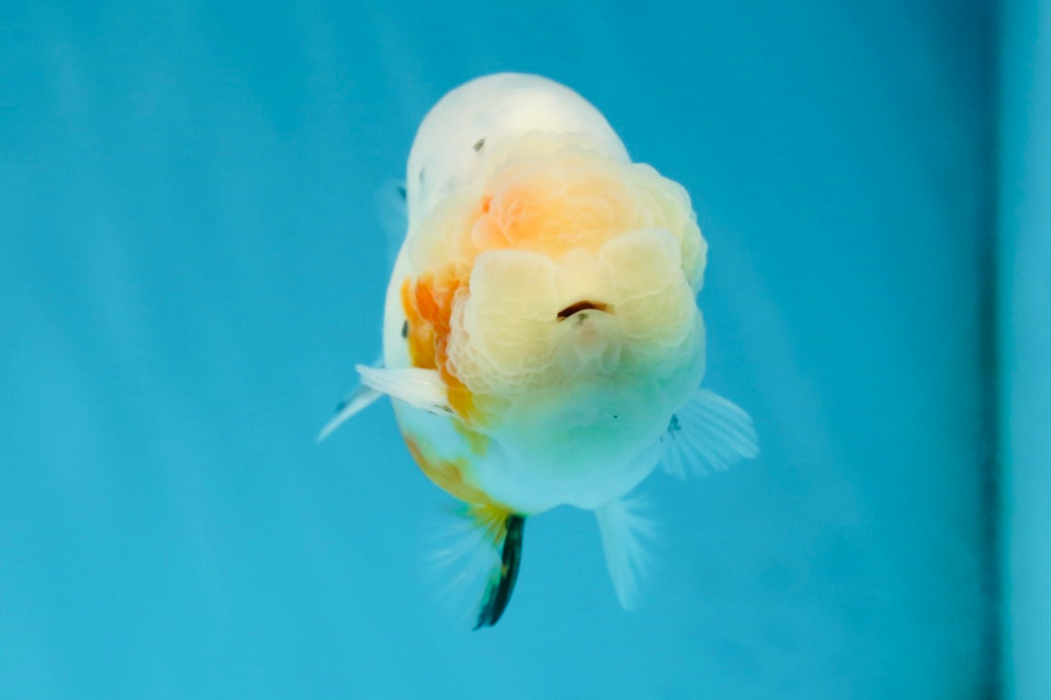 A Grade Calico LionQueen 3.5 inches #051625LC_04