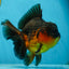A Grade Apache Oranda Male 5.5-6 inches #060625OR_30