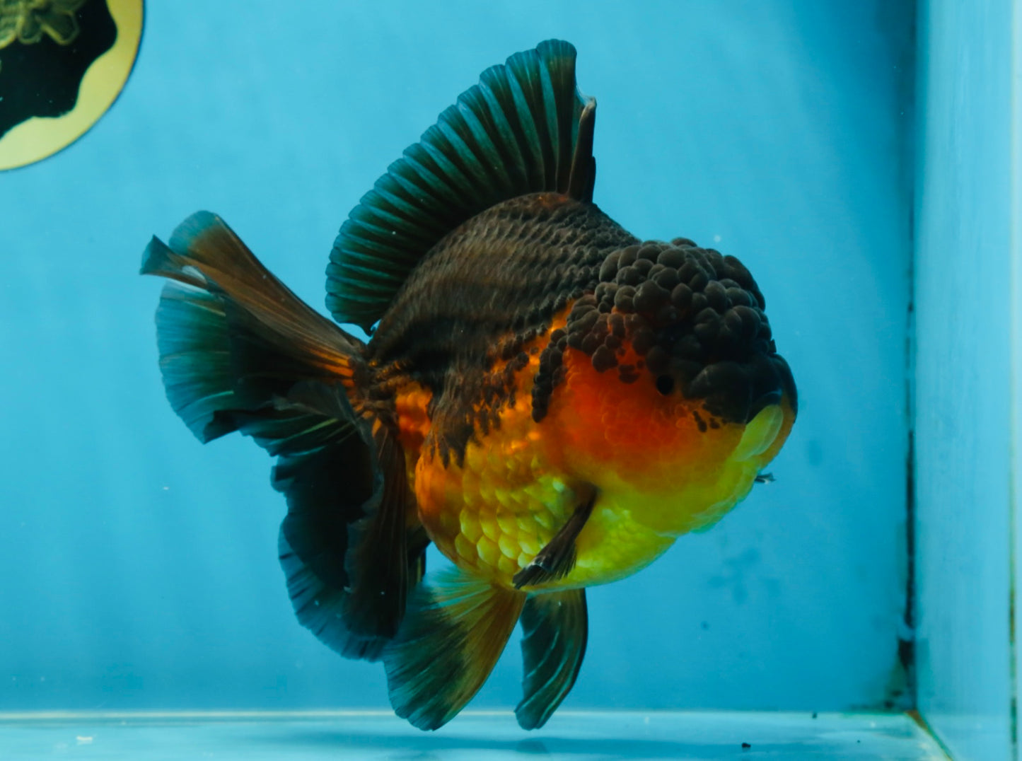 A Grade Apache Oranda Male 5.5-6 inches #060625OR_30