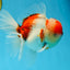 AAA Grade Godzilla Sakura Oranda Male 5.5 inches #080125OR_10