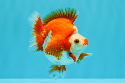 SUPER AAA Grade Red White Ryukin Male 4 inches #022726RK_16