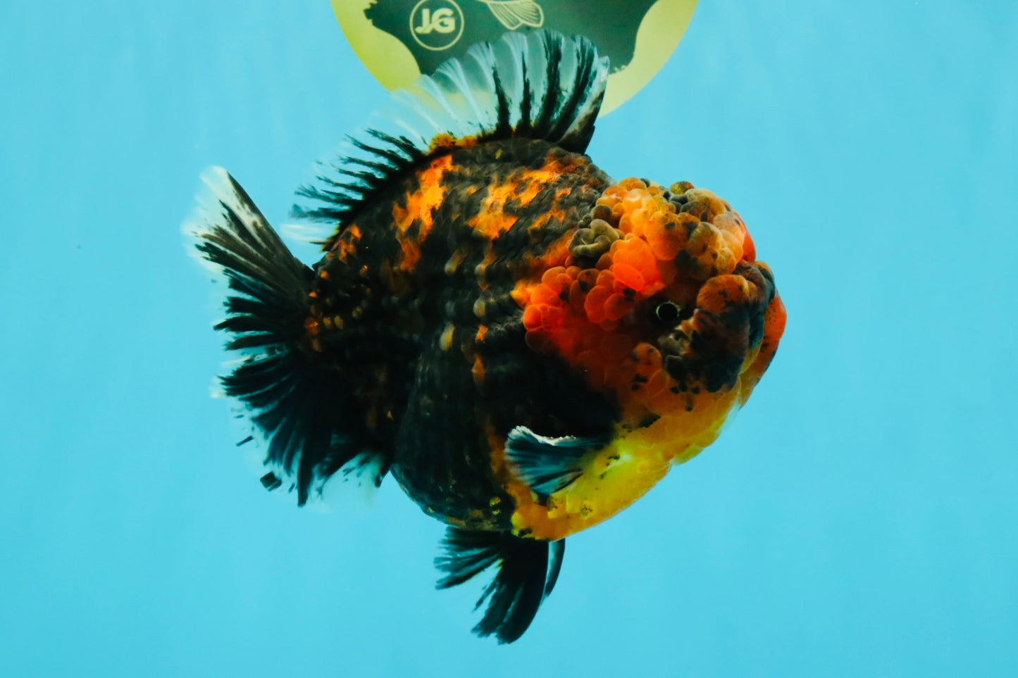 CHONKY AAA Grade Tiger Yuanbao Male 6 inches #032026YB_24