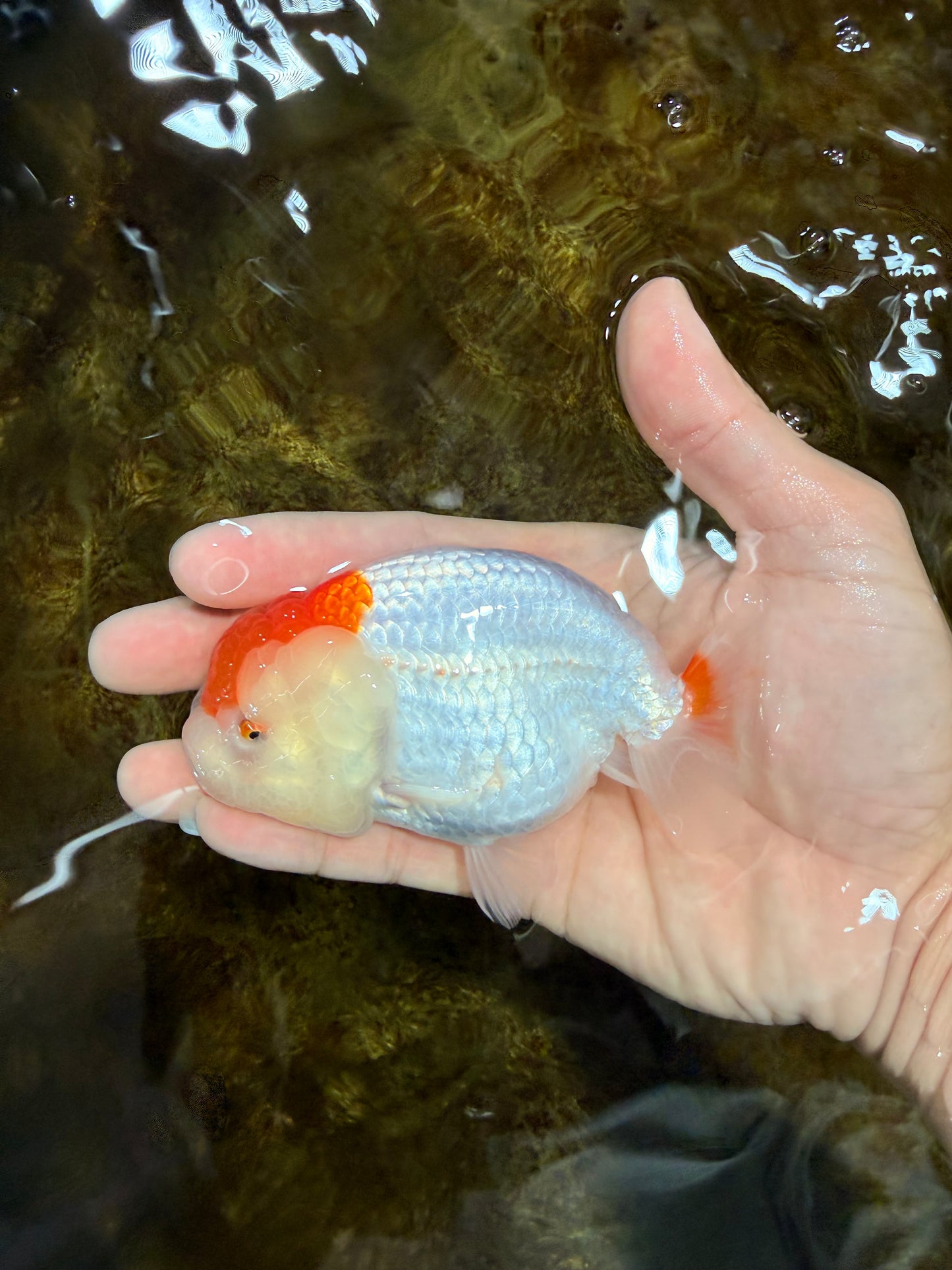 A Grade Red White LionQueen 4 inches #112125LC_13