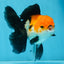 A Grade Tricolor Oranda Female 5.5-6 inches #111425OR_15