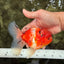A Grade Sakura Oranda Male 5.5-6 inches #080726OR_19