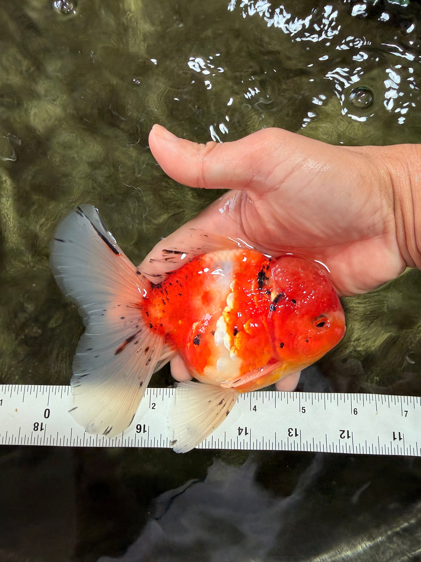 A Grade Sakura Oranda Male 5.5-6 inches #080726OR_19