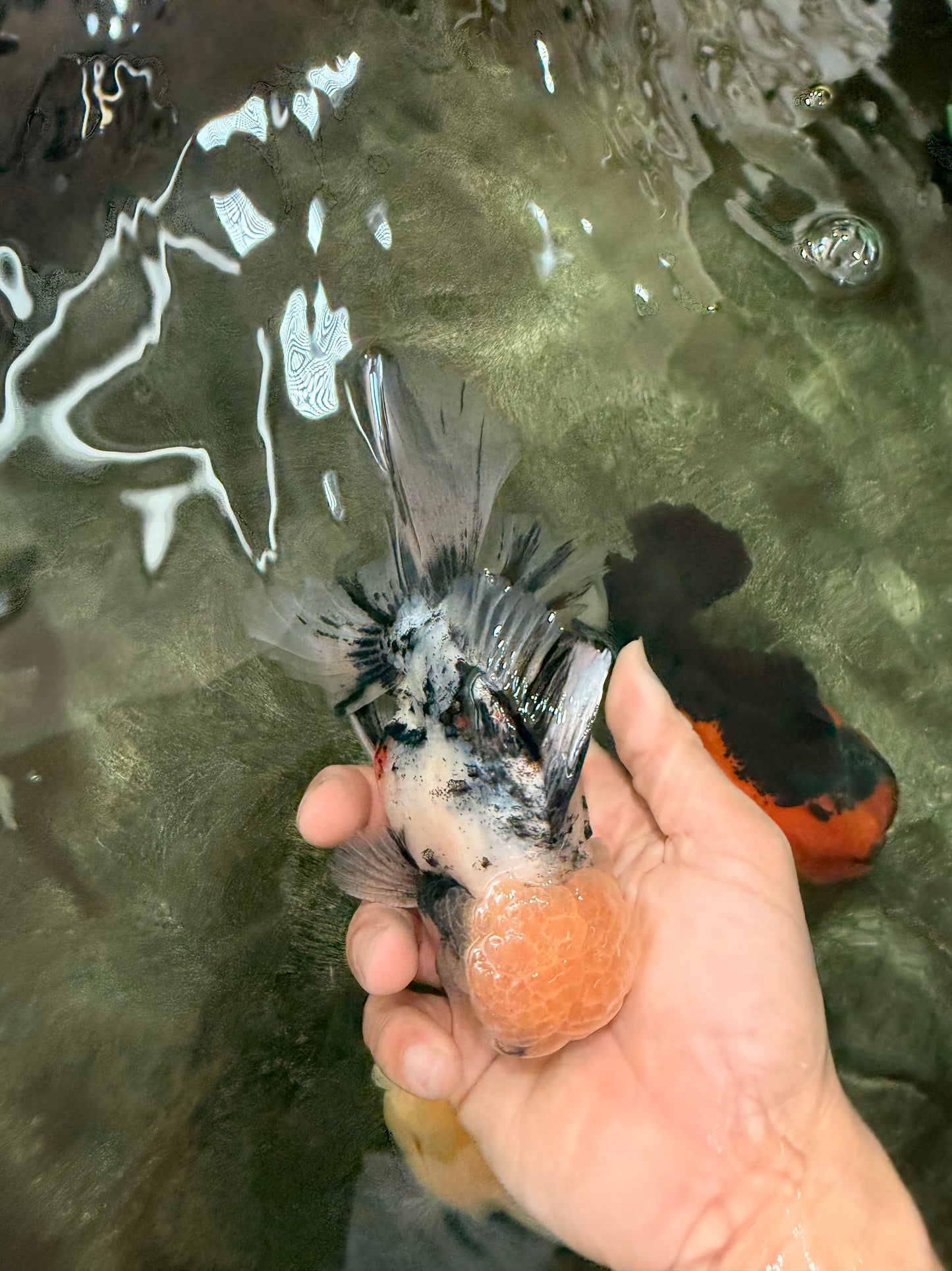 CHONKY AAA Grade Marble Oranda Male 5.5-6 inches #071726OR_28